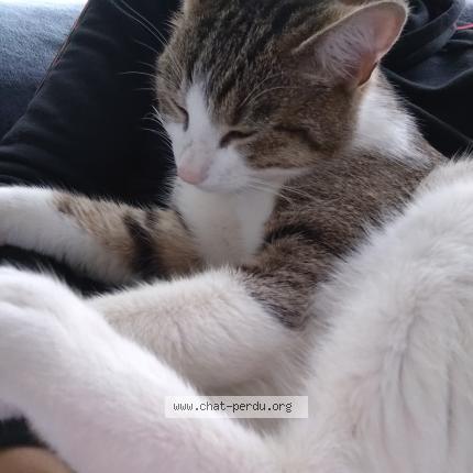 Photo 1/1 Found cat Found in Gentilly