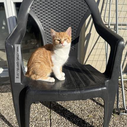 Photo 1/1 Sushi Chat lost in Bagneux