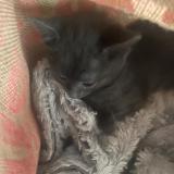 Picture of cat found at Sartrouville