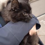 Picture of cat found at Courbevoie