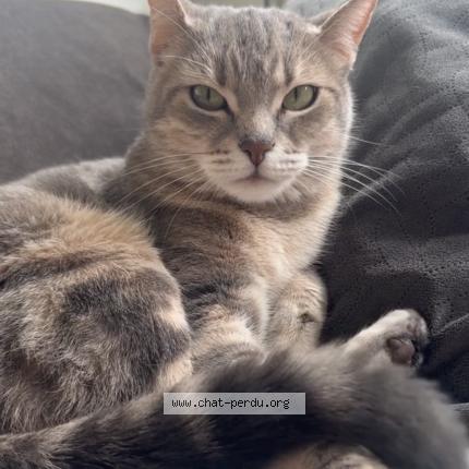 Photo 1/1 Tanya Chat lost in Pierrefitte sur seine