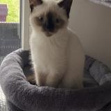 Picture of cat found at Ploemeur