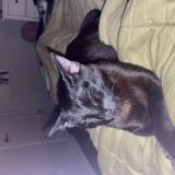 Picture of cat lost at Milton