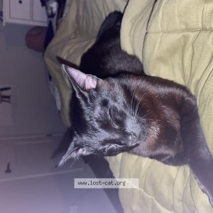 Photo 1/1 nugget Chat lost in Milton