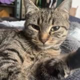 Picture of cat lost at Poitiers