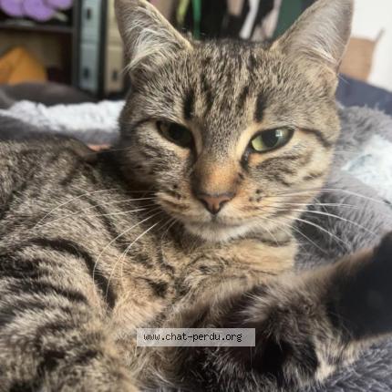 Photo 1/1 Esmée Chat lost in Poitiers