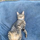 Picture of cat lost at Balledent