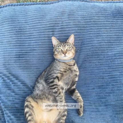 Photo 1/1 Jango Chat lost in Balledent