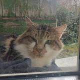 Picture of cat found at Algrange
