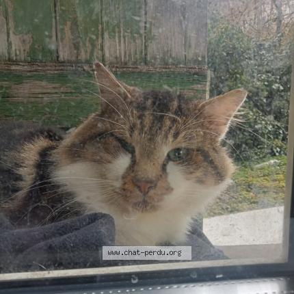Photo 1/1 Found cat Found in Algrange