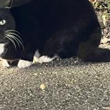 Picture of cat found at Limoges