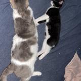 Picture of cat lost at Moulins