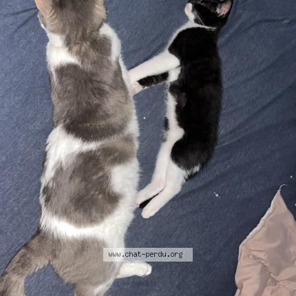 Photo 1/1 Simba Chat lost in Moulins