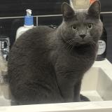 Picture of cat lost at Asse