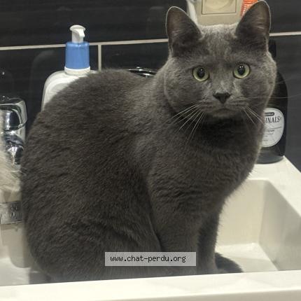 Photo 1/1 MINOU Chat lost in Asse