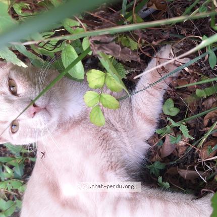 Photo 1/1 neige Chat lost in Domene