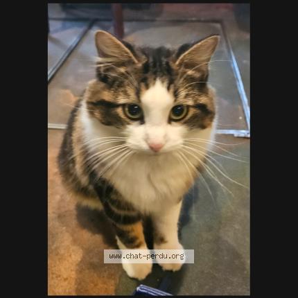 Photo 1/1 Juliette Chat lost in Paris