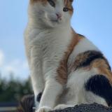 Picture of cat lost at Gerpinnes