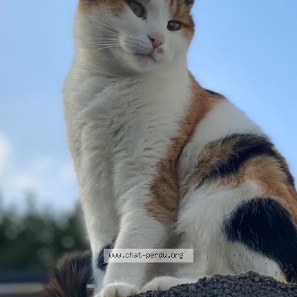 Photo 1/1 Aiko Chat lost in Gerpinnes