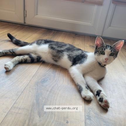 Photo 1/1 Minouche Chat lost in Poitiers