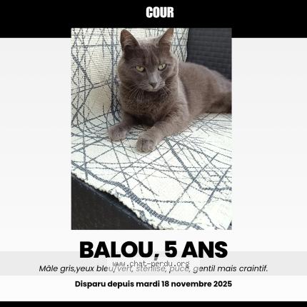 Photo 1/1 Balou Chat lost in Le treport