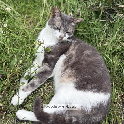 Photo 1/1 Cat reunited Lost in Paris