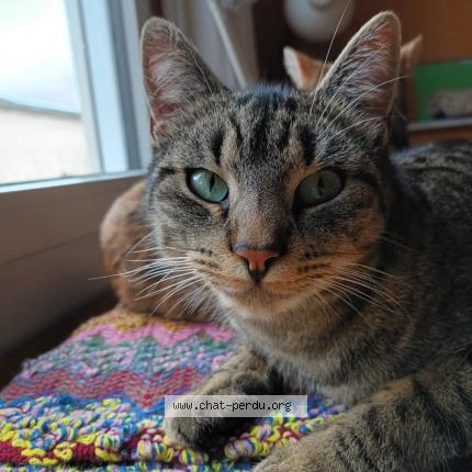 Photo 1/1 Sacha Chat lost in Nantes