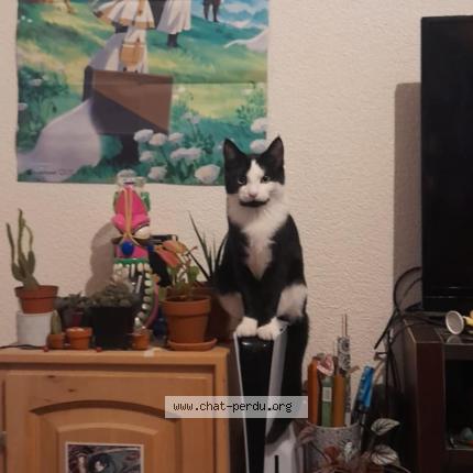Foto einer verlorenen Katze in Fribourg