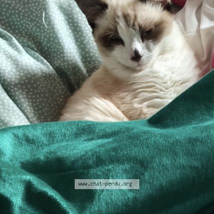 Photo 1/1 lila Chat lost in Donzere