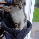 Picture of cat lost at Ambazac