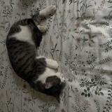 Picture of cat lost at Cublac