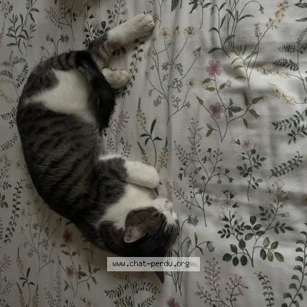 Photo 1/1 Minou Raynal Chat lost in Cublac