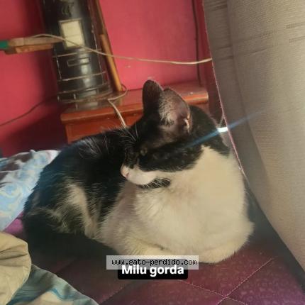Photo 1/1 milu Chat lost in Lomas de zamora