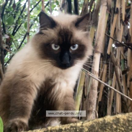 Photo 1/1 Milo Chat lost in Montpellier