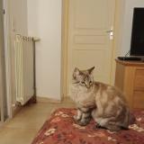 Picture of cat found at Saint Esteve