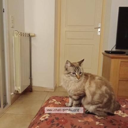 Photo 1/1 Found cat Found in Saint esteve
