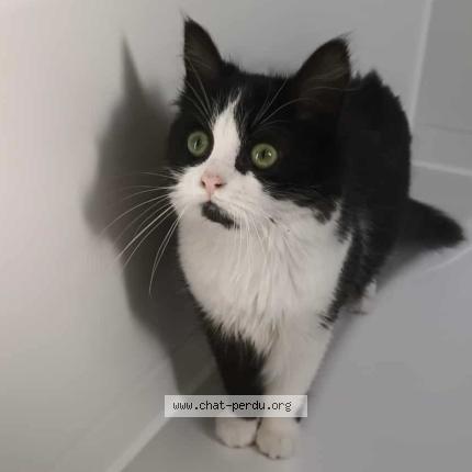 Foto van vermiste kat in Isieres