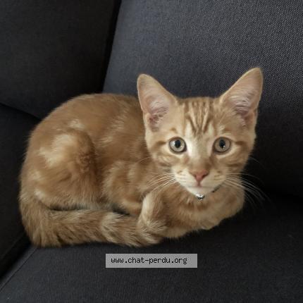 Photo 1/1 Mača Chat lost in Vimont laval