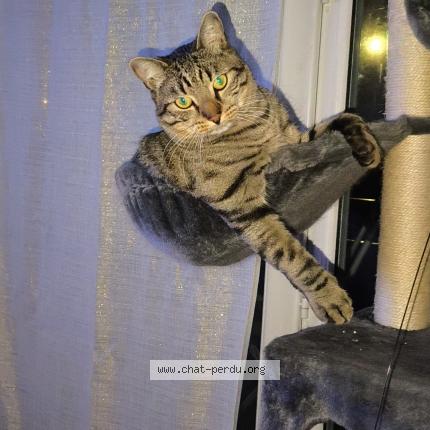 Photo 1/1 Titino Chat lost in Herblay sur seine