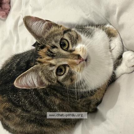 Photo 1/1 Violette Chat lost in La rochelle