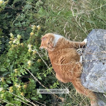 Photo 1/1 Rooky Chat lost in Beauvallon