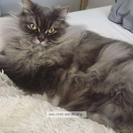 Photo 1/1 LILOU Chat lost in Ormesson