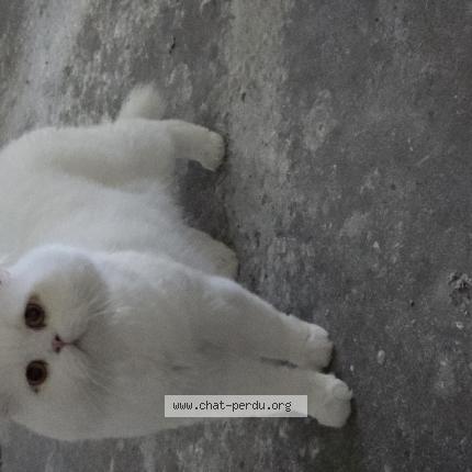 Photo 1/1 Ghost Chat lost in Drancy