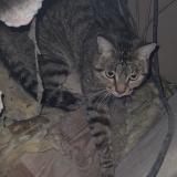 Picture of cat found at Pamiers