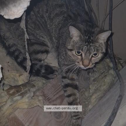 Photo 1/3 Cat reunited Found in Pamiers