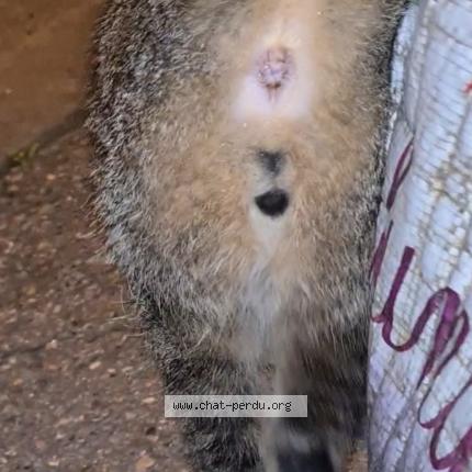 Photo 2/3 Cat reunited Found in Pamiers