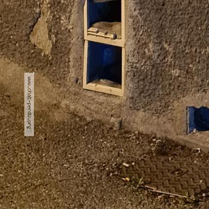 Photo 3/3 Cat reunited Found in Pamiers