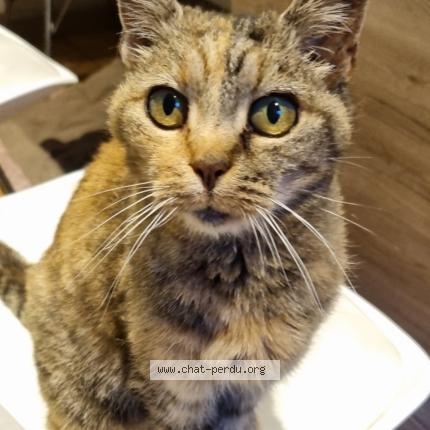 Photo 1/1 Minouchette Chat lost in Mouzeil