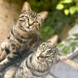 Picture of cat lost at Montpellier