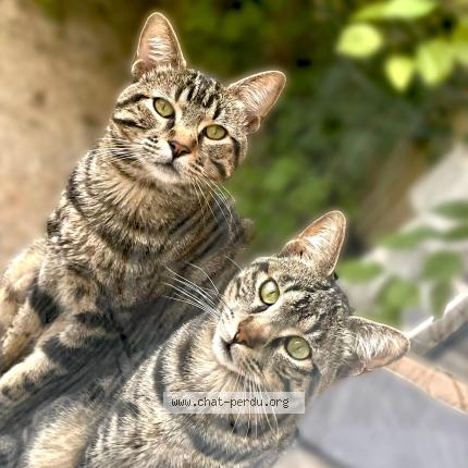 Photo 1/1 Sjy Chat lost in Montpellier